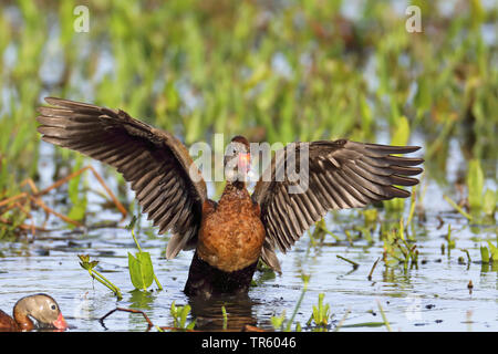 Canard à bec rouge, le sifflement à ventre noir (Dendrocygna autumnalis), agitant, USA, Floride, zones humides Sweetwater Banque D'Images