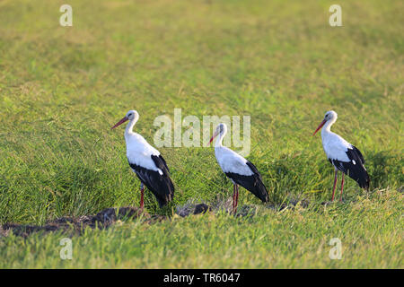 Cigogne Blanche (Ciconia ciconia), trois cigognes blanches debout ensemble dans un champ de riz, l'Espagne, Tarifa, La Janda Banque D'Images