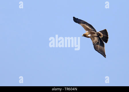 Aigle botté (Hieraaetus pennatus), voler, l'Espagne, Tarifa Banque D'Images