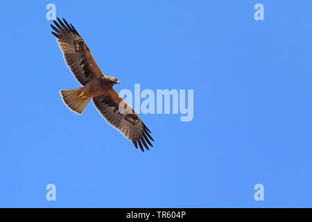 Aigle botté (Hieraaetus pennatus), dark morph en vol, l'Espagne, Tarifa Banque D'Images