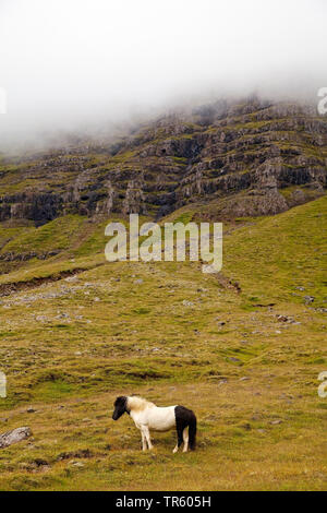 Islandic Horse, cheval islandais, Islande pony (Equus przewalskii f. caballus), paysage avec Wild Horse, l'Islande, l'Est de l'Islande, Seydisfjoerdur Banque D'Images