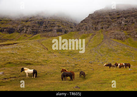 Islandic Horse, cheval islandais, Islande pony (Equus przewalskii f. caballus), paysage avec les chevaux sauvages, de l'Islande, l'Est de l'Islande, Seydisfjoerdur Banque D'Images