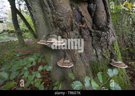 L'amadou, champignon Champignon Sabot, Amadou Conk, Amadou Polypore, Amadou Fomes fomentarius (support), à un vieux tronc de hêtre, Allemagne Banque D'Images