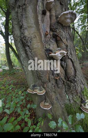 L'amadou, champignon Champignon Sabot, Amadou Conk, Amadou Polypore, Amadou Fomes fomentarius (support), à un vieux tronc de hêtre, Allemagne Banque D'Images