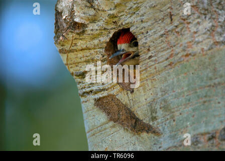 Great spotted woodpecker (Picoides major, Dendrocopos major), dans la cave d'élevage squeeker mendier de la nourriture, de l'Allemagne Banque D'Images