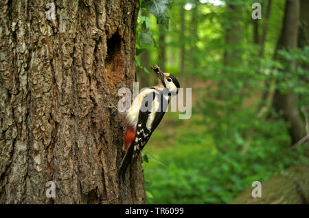 Great spotted woodpecker (Picoides major, Dendrocopos major), femme avec le fourrage dans le bec à la grotte de reproduction, Allemagne Banque D'Images