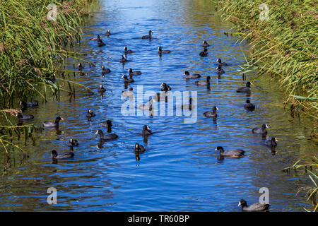 Black Foulque macroule (Fulica atra), beaucoup de natation dans un canal de drainage du lac, de l'Allemagne, la Bavière, le lac de Chiemsee Banque D'Images