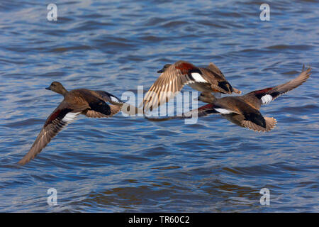 Le canard chipeau (Anas strepera strepera) Mareca, vol, drakes, Allemagne, Bavière, le lac de Chiemsee Banque D'Images