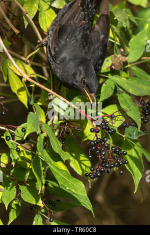 Blackbird (Turdus merula), manger de sureau, Germany Banque D'Images