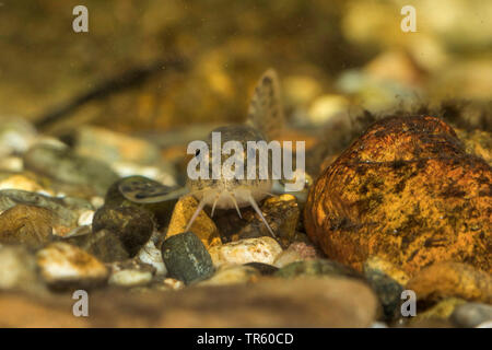 Loach pierre (Noemacheilus Barbatula barbatula, barbulatus, Nemacheilus barbatulus), vue de face, portrait, Allemagne Banque D'Images