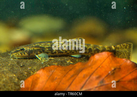 Loach pierre (Noemacheilus Barbatula barbatula, barbulatus, Nemacheilus barbatulus), sur une pierre, vue latérale, Allemagne Banque D'Images