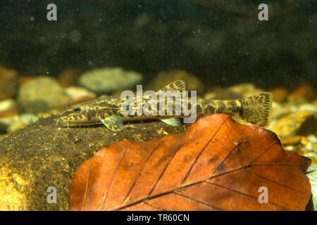 Loach pierre (Noemacheilus Barbatula barbatula, barbulatus, Nemacheilus barbatulus), sur une pierre, vue latérale, Allemagne Banque D'Images