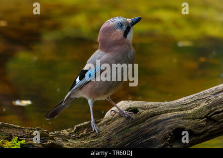 Jay (Garrulus glandarius), debout sur le bois mort à l'eau, vue de côté, en Suisse, Sankt Gallen Banque D'Images