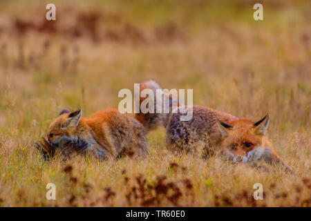 Le renard roux (Vulpes vulpes), le renard roux deux combats pour la proie, la République tchèque, Hlinsko Banque D'Images