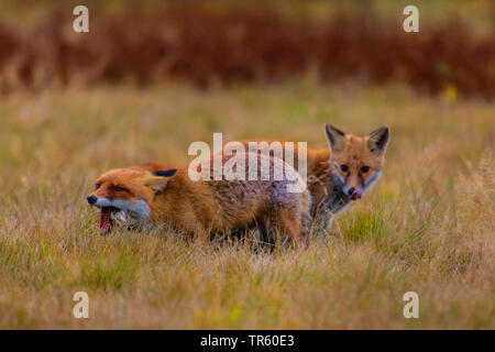 Le renard roux (Vulpes vulpes), le renard roux deux combats pour la proie, la République tchèque, Hlinsko Banque D'Images