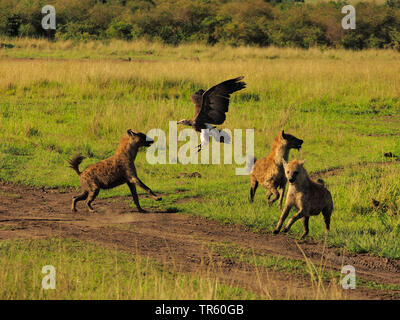 L'Hyène tachetée (Crocuta crocuta), hyènes en conflit avec un vautour, Kenya, Masai Mara National Park