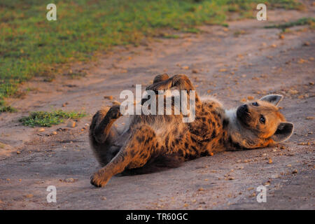 L'Hyène tachetée (Crocuta crocuta), se trouvant en position couchée détendue sur un chemin, vue latérale, Kenya, Masai Mara National Park Banque D'Images