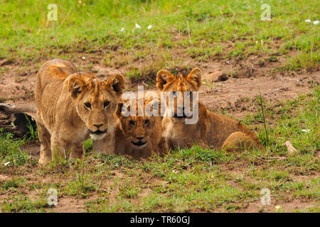 Lion (Panthera leo), trois lionceaux dans un pré, Kenya, Masai Mara National Park Banque D'Images