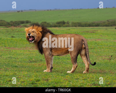 Lion (Panthera leo), flehming lion mâle dans un pré, side view, Kenya, Masai Mara National Park Banque D'Images