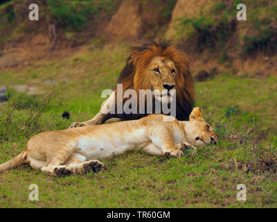 Lion (Panthera leo), paire se reposer ensemble dans une prairie de la saison de reproduction, Kenya, Masai Mara National Park Banque D'Images