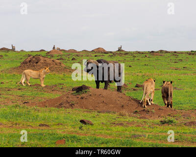 Lion (Panthera leo), trois lions la fermeture sur une Afrique, Kenya, Masai Mara National Park Banque D'Images