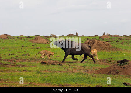 Lion (Panthera leo), les lions attaquant un buffle d'Afrique, Kenya, Masai Mara National Park Banque D'Images