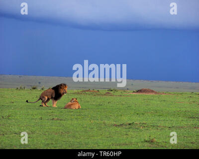 Lion (Panthera leo), paire dans un pré à la saison de reproduction, Kenya, Masai Mara National Park Banque D'Images