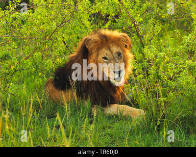 Lion (Panthera leo), le vieux lion l'encoche située dans l'arbuste, Kenya, Masai Mara National Park Banque D'Images