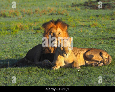 Lion (Panthera leo), paire se reposer ensemble dans une prairie de la saison de reproduction, Kenya, Masai Mara National Park Banque D'Images