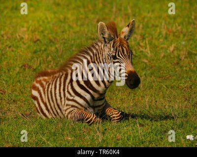 Le zèbre de Boehm, Grant's zebra (Equus quagga boehmi Equus quagga granti), Poulain, couchée dans un pré, Kenya, Masai Mara National Park Banque D'Images