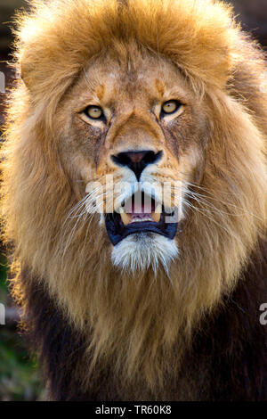 Lion (Panthera leo), homme lion, portrait, Afrique du Sud Banque D'Images