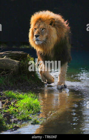 Lion (Panthera leo), homme lion en eau peu profonde, vue de face, l'Afrique Banque D'Images