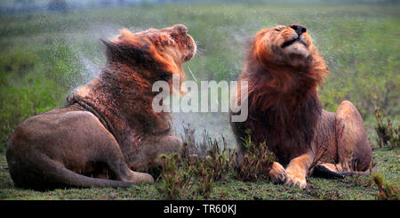 Lion (Panthera leo), deux lions secouant , Afrique Banque D'Images