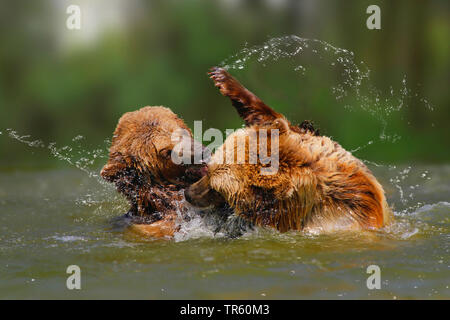 L'ours brun (Ursus arctos arctos), deux oursons bagarre dans l'eau, de l'Allemagne Banque D'Images