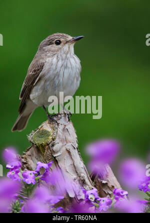 Spotted flycatcher (Muscicapa striata), assis sur le bois mort entre fleurs violettes, vue latérale, Allemagne Banque D'Images