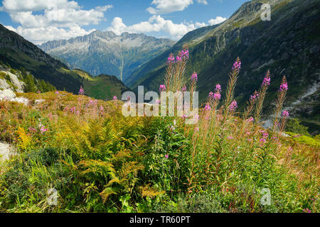 L'épilobe, blooming sally, Rosebay willow-herb, Grand willow-herb (Epilobium angustifolium, Chamerion angustifolium), Goescheneralp et Dammastock mountain, Suisse, Uri Banque D'Images