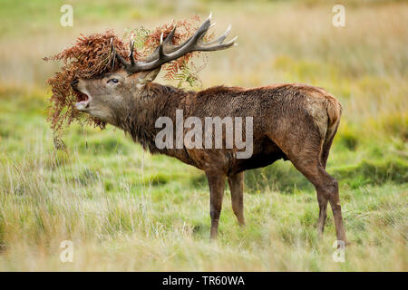 Red Deer (Cervus elaphus), belling hart après lutte, side view, Suisse Banque D'Images