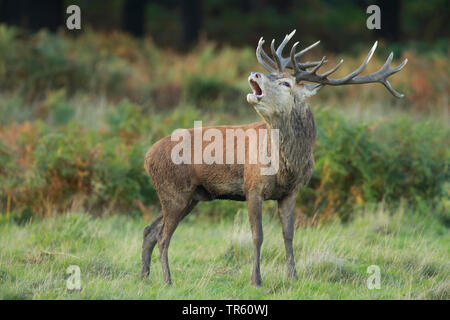 Red Deer (Cervus elaphus) stag rugissant, sur un pré, Suisse Banque D'Images