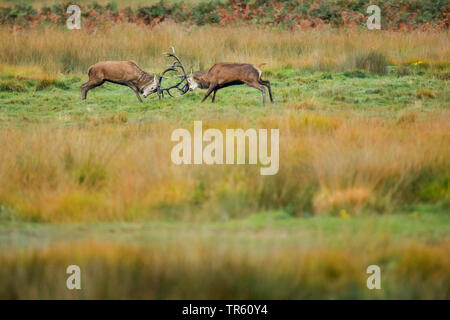 Red Deer (Cervus elaphus), deux combats red deer harts dans un pré, side view, Suisse Banque D'Images