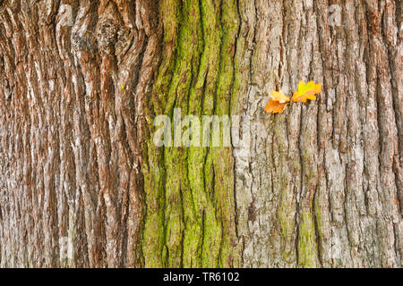 Stiel-Eiche, Stieleiche (Quercus robur. Quercus walkeri), Eichenrinde ueberzogen Algen von Eichenblaettern, mit trockenen, Grossbritannien, Englan Banque D'Images