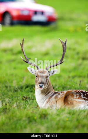 Le daim (Dama dama, Cervus dama), stag se reposant dans un pré, location dans l'arrière-plan, Royaume-Uni, Angleterre, Richmond Park Banque D'Images