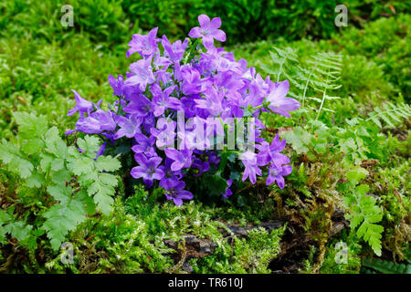 Bellflower dalmates, Adria, bellflower bellflower Campanula portenschlagiana (mur), qui fleurit entre les mousses et les fougères Banque D'Images