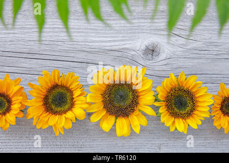 Politique du tournesol (Helianthus annuus), rangée de fleurs de tournesol sur une planche en bois Banque D'Images