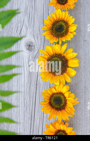 Politique du tournesol (Helianthus annuus), rangée de fleurs de tournesol sur une planche en bois Banque D'Images