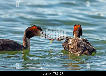 Grèbe huppé (Podiceps cristatus), une famille d'animaux, à l'arrière est alimenté, Allemagne Banque D'Images