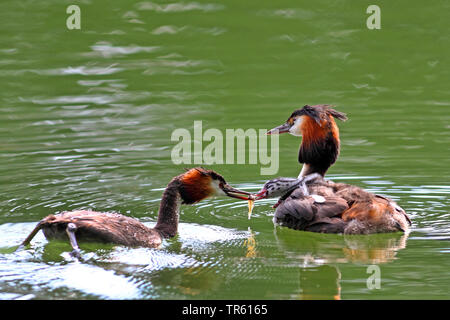 Grèbe huppé (Podiceps cristatus), une famille d'animaux, à l'arrière est alimenté, Allemagne Banque D'Images