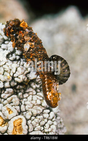 Bagworm moth, bagworm, bagmoth (Dahlica triquetrella Dahlica, larviformis), femelle fraîchement écloses sur cas, Allemagne Banque D'Images