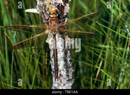 Brown, brown, Hawker aeshna grande libellule (Aeshna grandis, Aeschna grandis), homme, Allemagne Banque D'Images
