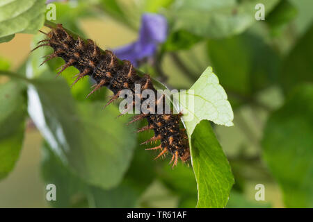 Brown fritillary (Argynnis élevé, Fabriciana adippe adippe), l'alimentation, de l'Allemagne viola Caterpillar Banque D'Images