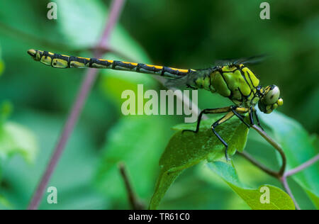 Libellule, Serpentine (Arthropode Ophiogomphe vert, à serpentinus Ophiogomphus cecilia Ophiogomphus), homme assis sur une feuille, vue latérale , Allemagne Banque D'Images